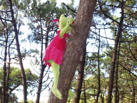Il peut aussi escalader les arbres la grenouille